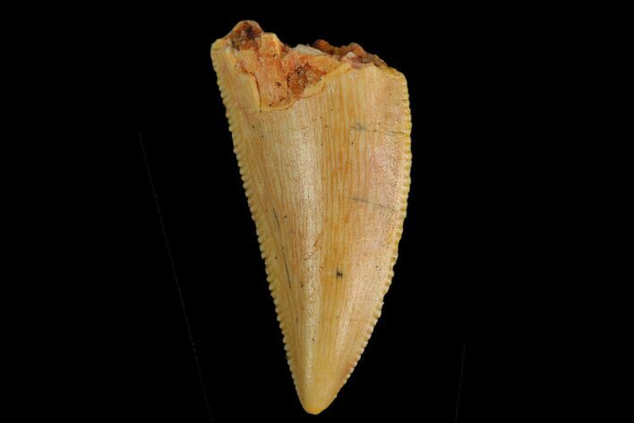 Serrated, Raptor Tooth - Real Dinosaur Tooth #130367